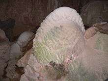 'Crayback' stromatolite - Nettle Cave, Jenolan Caves, NSW, Australia