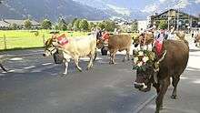 The last Saturday of September the cattle returns from the mountain pastures back to the barn in the village.