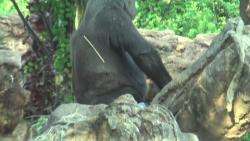 Video showing a Western lowland gorilla walking on all four limbs towards a second gorilla which is sitting around on a rock. The second gorilla turns towards the camera inquisitively.