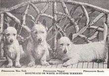 A black and white photo of three terriers