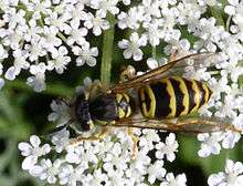 Eastern yellowjacket