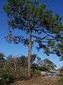 A D Broussard Preserve SP tree01.jpg