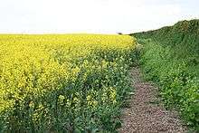 A field of yellow flowers