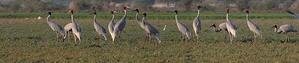 A flock of sarus cranes in a field in Gujarat