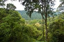Subtropical jungle in Misiones Province
