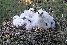 Three fluffy, white chicks in a nest