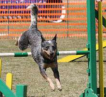 A Cattle Dog jumps over a hurdle