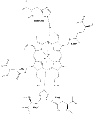 Active site of eosinophil peroxidase.