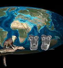 Two molars, one of Afrotarsius (left) and one of Afrasia (right), are compared, with an Eocene map of the globe showing where each came from. In the lower left, a life reconstruction of Afrotarsius is shown.