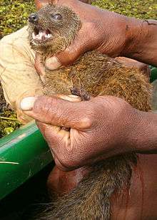 A mongoose-like, brown small carnivoran is held by a man.