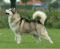 "A white and grey husky-like dog faces left. Its tail curves over its back."