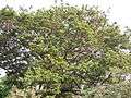 Albizia saman (Raintree) (13).jpg