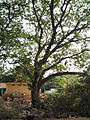 Albizia saman (Raintree) (9).jpg