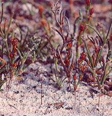 Flowers are in the background while three purple threadlike strands stick up out of the sand.