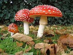 A group of three mushrooms, ranging in size from small to large, with red caps dotted with white warts, and white stems. The largest of the three has a droopy skirt hanging from the upper portion of its stem. The mushrooms are growing in the ground, surrounded by fallen brown leaves, green grass, and a dark green bush in the background.