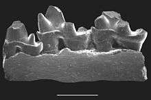 Jaw fragment with three cuspidate teeth