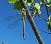 A light green dragonfly with its wings spread, holding onto a brown branch. Green foliage are a blue sky are seen in the background.