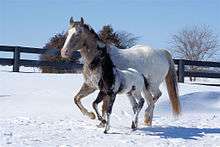 a brown mare with a white rump running alongside her baby foal, who is black with a white rump