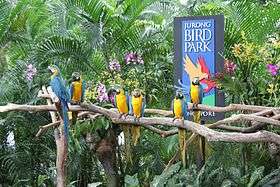 Blue-and-yellow Macaws perching on branches in front of a sign stating "Jurong Bird Par", with orchids and palm trees in the background.