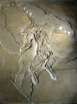 Fossil of complete Archaeopteryx, including indentations of feathers on wings and tail