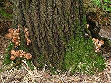 Several clusters of light brown mushrooms growing in moss on the base of a large tree.