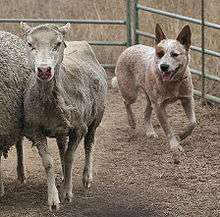 A cattle dog herding sheep in a pen