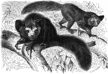 Aye-aye (a lemuriform primate with large head, ears, and eyes; black, wiry fur; long, bushy tail; and hands with one unusually thin and long middle finger) perched on a branch