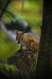 Baby squirrel in tree.jpg