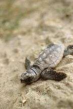 A small grey-brown turtle lies on its stomach on sand. It lies diagonally across the picture frame with its head in the lower-left corner.