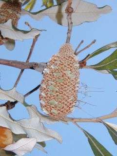 a pale oblong-cylindrical wooden cone seen among some foliage against the sky