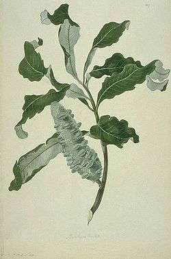 a watercolour predominantly in green, or a leaves and fruiting spike of a plant specimen