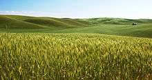 Golden fields of wheat that stretch from the foreground to the middle, set against rolling green hills and a blue sky