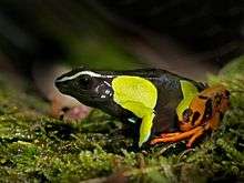 A small black-yellow coloured frog