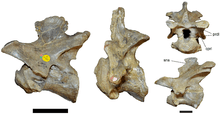 Photos of three irregularly shaped bones