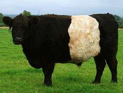 A belted galloway with a large white stripe down the middle of the cattle.
