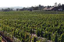 Benovia Winery with Martaella Vineyards in foreground.