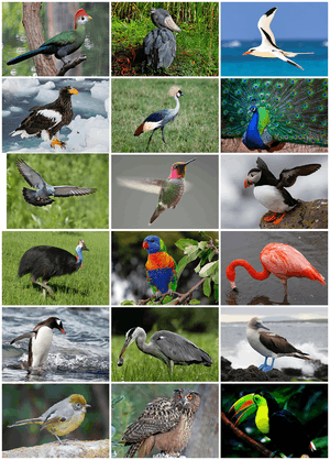 Bird Diversity 2013.png