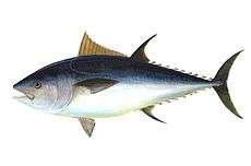 Illustration of adult bluefin