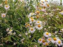 St. Charles County is the only known habitat of the decurrent false aster in Missouri.