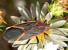 Dark brown true bug with red-orange edging, on composite flower