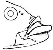 Drawing of wrasse profile showing eye, lips, and teeth