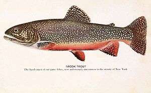 Old colored print of brook trout
