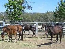 Four thin horses and a foal in a pen fenced with pipe panels, some eating hay