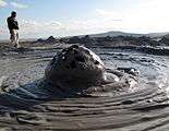 Bubbling Mud Volcano (3860839109).jpg