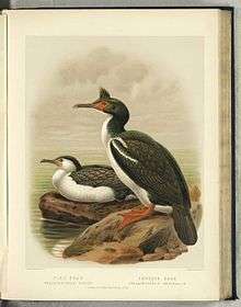 Lithographic illustration of a pied cormorant sitting next to a rough-faced shag
