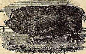 Burpee's farm annual (1882) (19888961623).jpg