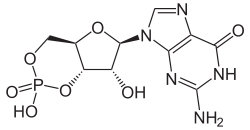 Skeletal formula of cyclic guanosine monophosphate