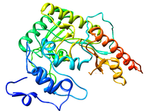 Colored schematic drawing of the creatine kinase enzyme