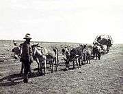 Wagons on the transport routes of the Lowveld