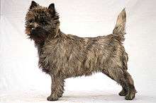 "A small mottled brown dog."